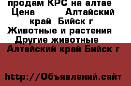 продам КРС на алтае › Цена ­ 120 - Алтайский край, Бийск г. Животные и растения » Другие животные   . Алтайский край,Бийск г.